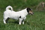 JACK RUSSEL 045